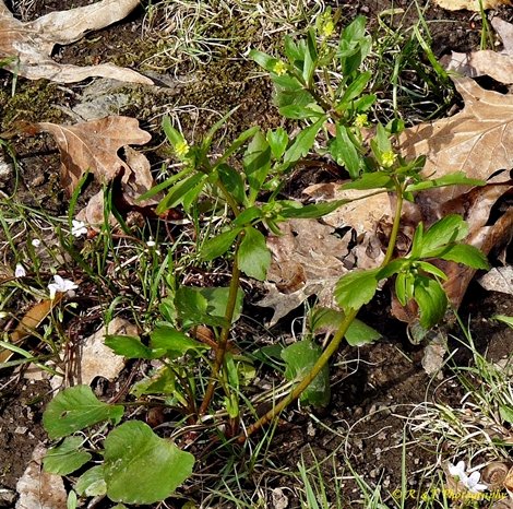 {Ranunculus abortivus}